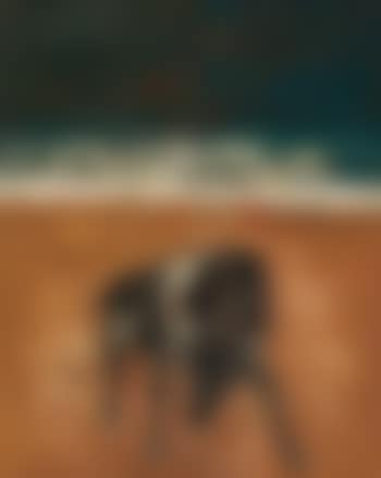 Bull (preview)