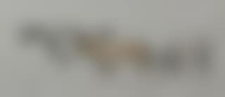 Study of four Welsh ponies (preview)