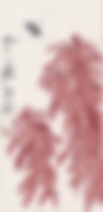Dragonfly and Amaranth (preview)