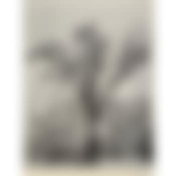Oak tree, snowstorm (preview)
