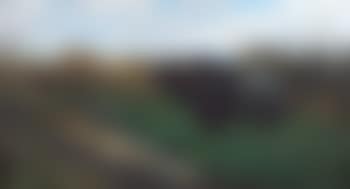 Kafferbüffel am Tümpel (preview)
