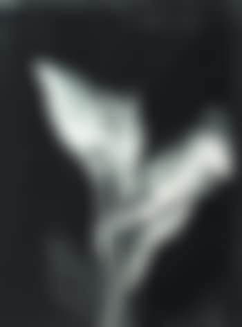 Calla lillies (preview)