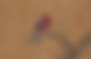 [Untitiled] (preview)