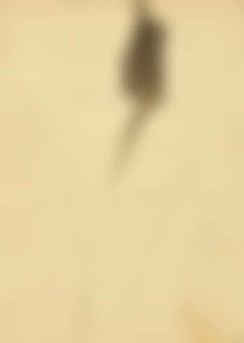 Cavaliere (preview)