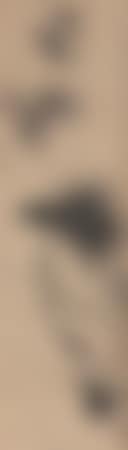 [Untitiled] (preview)