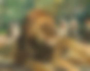 Löwenpaar im Zoo (preview)
