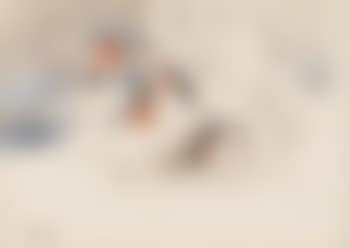Bullfinches In A Winter Landscape (preview)