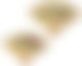 Study Offering (preview)