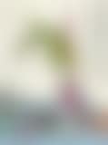 A Girl (preview)