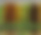 Autumn Forest (preview)