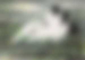 Twin Egrets (preview)