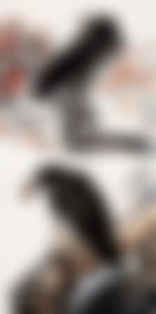 Eagle (preview)