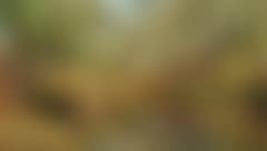 A spring day in the forest at Sæby Å (stream) (preview)