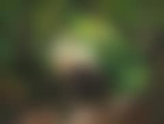 Elves playing and dancing in the woods (preview)
