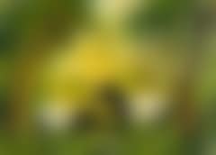Tapirs in the jungle (preview)