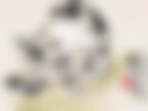 Cat (preview)