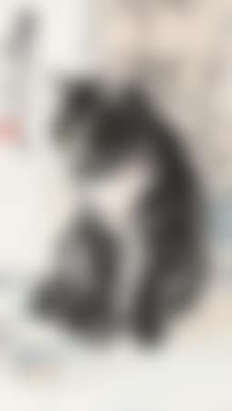 Cat (preview)