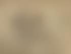 Partridge (preview)