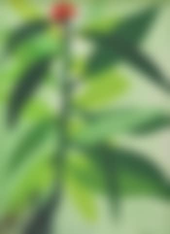 Island Flora (preview)