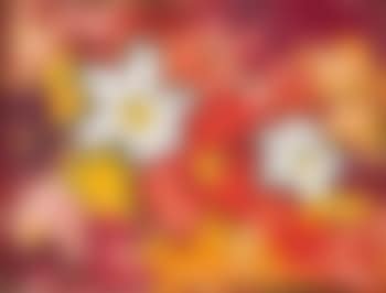 Fleurs (preview)