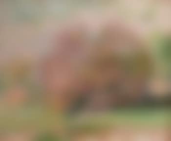 Arbre en fleur (preview)