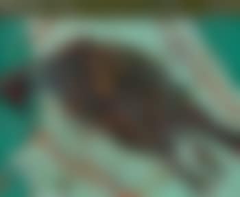 Jagdstillleben mit Fasan (preview)