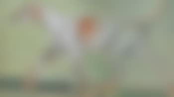 Fox hound (preview)