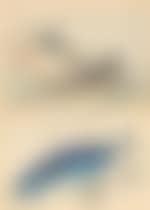Poissons (preview)