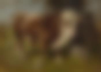 Stier vor der Weide (preview)