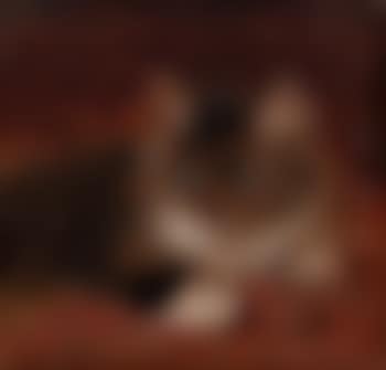 Cat (preview)