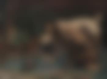 Interior scene with two dogs and a turtle (preview)