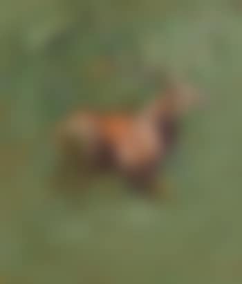 Royal Stag, Early Morning Mist (preview)