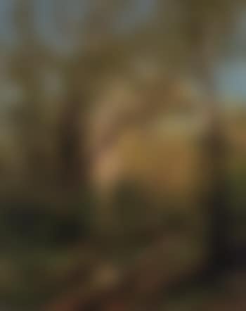 Wooded Landscape with Pool (preview)
