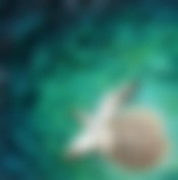 Madrepora (preview)
