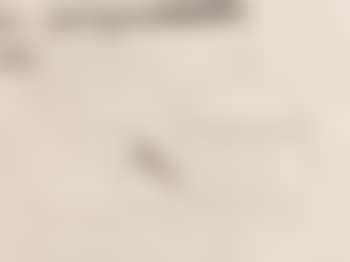 Small Still Life (preview)