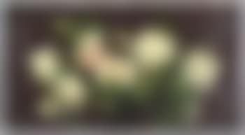 Roses blanches (preview)