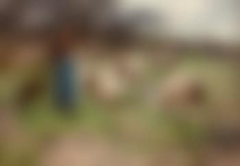 Weidende Schafe vor einem Kartoffelfeld (preview)