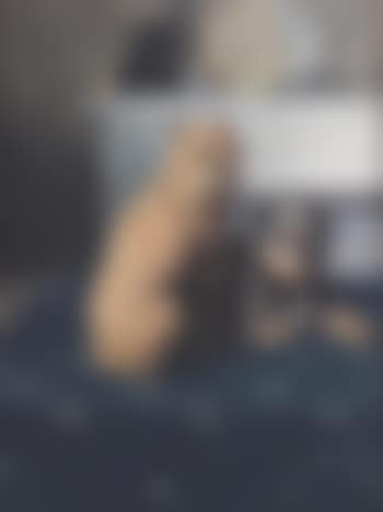 Due cani (preview)