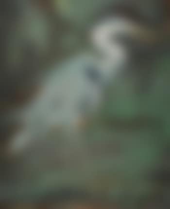 Heron (preview)