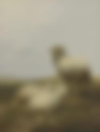 Sheep at Pasture (preview)