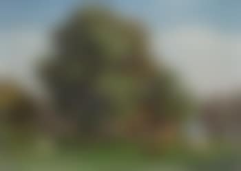 Schellenmatt (preview)