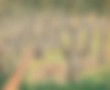 Cows in Grove (preview)