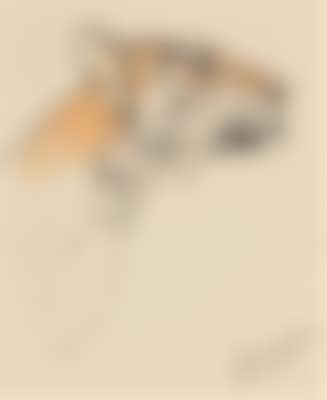 The head of a tiger (preview)