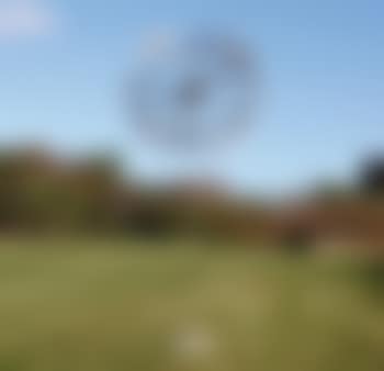 Untitled (Early Dandelion) (preview)