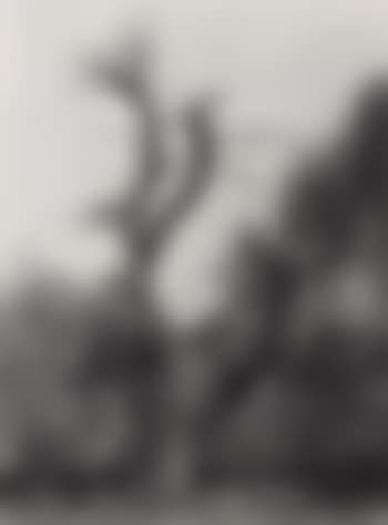 Reinhardswald, Eiche (preview)