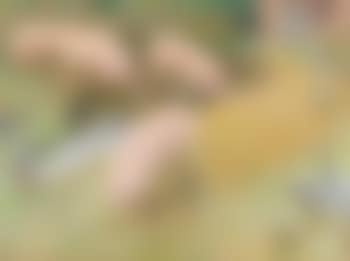La basse-cour aux porcs (preview)