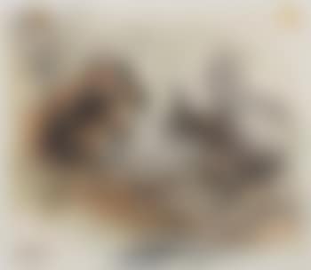 Zwei Eichhörnchen (preview)