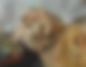 Widderkopf (preview)