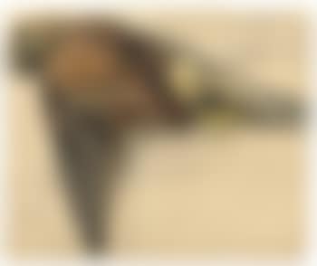 Toter Turmfalke (preview)