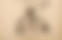 27.II.55 (preview)